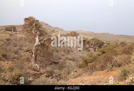 El Hierro, Kanarische Inseln, El sabinal-Standort, an dem der Wind geformten Wacholder. Calima, saharian Sand in der Luft wachsen, bleicht der Himmel Stockfoto