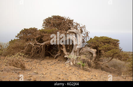 El Hierro, Kanarische Inseln, El sabinal-Standort, an dem der Wind geformten Wacholder. Calima, saharian Sand in der Luft wachsen, bleicht der Himmel Stockfoto