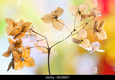 Herbst getrocknete Hortensien Blumen - HORTENSIE Stockfoto