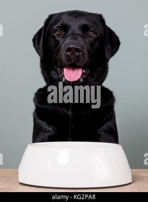 Schwarzer labrador Fütterung, schwarzen Labrador saß am Tisch Stockfoto