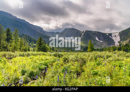 Wiese mit Wildblumen in der Nähe der Vierten See von Karakol Seen in Iolgo Bereich. Republik Altai, Sibirien. Russland Stockfoto