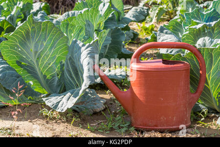 Frisch wachsenden Stängel von Blumenkohl und rotem Kunststoff giesskanne unter der Sonne. zu Hause, in Korfu Griechenland organisch. Stockfoto