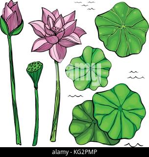 Blumen und Blätter des Lotus Stock Vektor