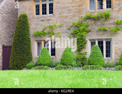 Formgehölze Kegel geformte Sträucher, Wisteria Klettern an der Wand des traditionellen englischen Cottage in Cotswolds. Stockfoto