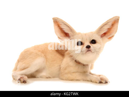 Saharan Fennec Fox Studio Ausschnitt Stockfoto