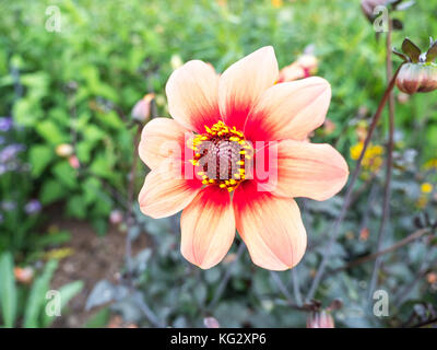 Super Makro Foto von einem einzigen Dahlie 'moonfire' Blume in einem Garten in der Nähe von Versailles Frankreich mit schönen orangefarbenen Blütenblättern und erröten Red Centre. Stockfoto
