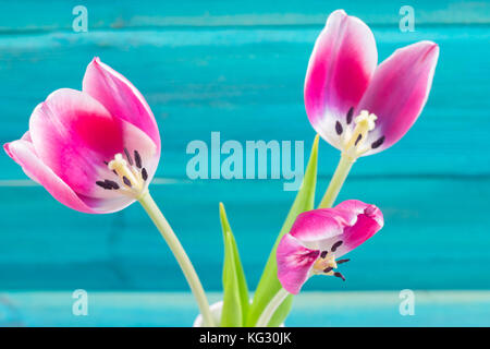 Verwelkt rosa Tulpen in einer weißen Vase, gefallenen Blütenblätter auf einem blauen Hintergrund aus Holz. Stockfoto