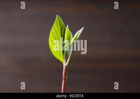 Die Avocado sprießen wächst aus den Samen in ein Glas Wasser, eine lebende Pflanze mit Blättern, dem Beginn des Lebens auf einen hölzernen Tisch. Stockfoto