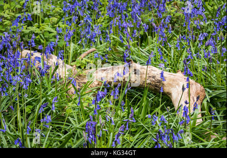 Viele bluebells in einem Wald in der Nähe von einem weißen tot Niederlassung bei godolphin, Cornwall, England. Stockfoto