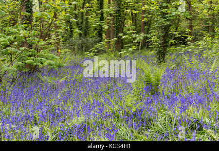 Viele bluebells in einem Wald und frischen grünen Farn bei godolphin, Cornwall, England. Stockfoto