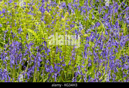 Viele bluebells in einem Wald in der Nähe von einem weißen tot Niederlassung bei godolphin, Cornwall, England. Stockfoto