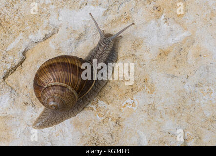 Weinbergschnecken (Helix pomatia) auf Chalk rock Stockfoto