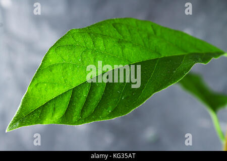 Grünes Blatt eines jungen Avocado sprießen. - Nahaufnahme, Textur, Adern Stockfoto