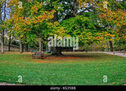 Große Buche (Fagus sylvatica) in herbstlichen Farben im Schlossgarten von Fulda, Hessen, Deutschland Stockfoto