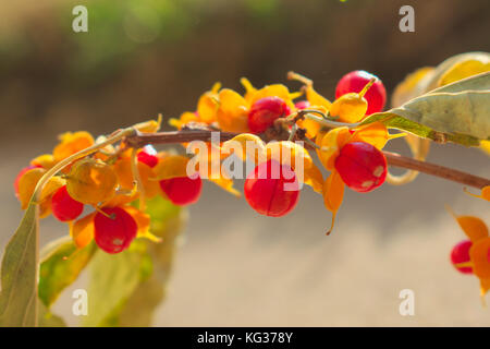 Orientalische bittersüße Beeren burst im Herbst öffnen Stockfoto