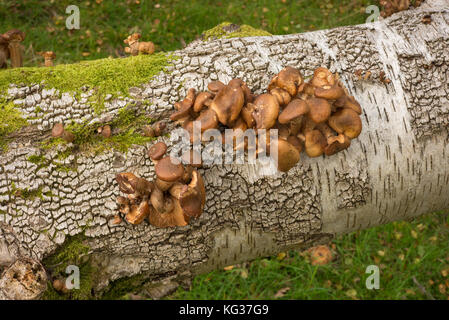 Armillaria ostoyae/dunklen Honig Pilz wachsen auf Log der gefallenen Silver Birch tree, Bole Hill Steinbruch, Derbyshire, Großbritannien Stockfoto