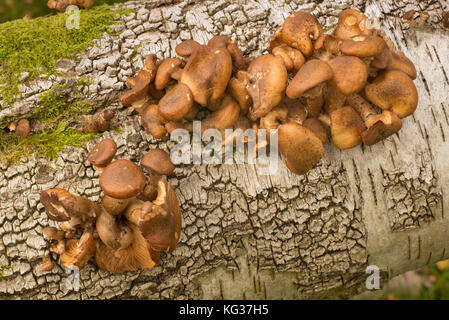 Armillaria ostoyae/dunklen Honig Pilz wachsen auf Log der gefallenen Silver Birch tree, Bole Hill Steinbruch, Derbyshire, Großbritannien Stockfoto