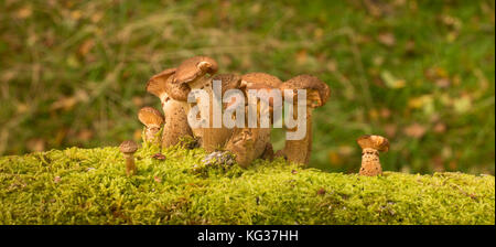 Armillaria ostoyae/dunklen Honig Pilz wachsen auf Log der gefallenen Silver Birch tree, Bole Hill Steinbruch, Derbyshire, Großbritannien Stockfoto