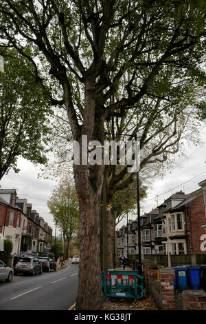 Bäume am Straßenrand in Sheldon Road, Nether Edge, Sheffield, England, Großbritannien, unter der Gefahr, Umweltvandalismus zu Fällen Stockfoto