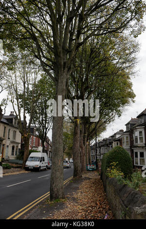 Bäume am Straßenrand in Sheldon Road, Nether Edge, Sheffield England, Großbritannien, unter der Gefahr, Umweltvandalismus zu Fällen Stockfoto