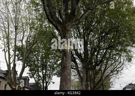 Bäume am Straßenrand in Sheldon Road, Nether Edge, Sheffield, England, Großbritannien, unter der Gefahr, Umweltvandalismus zu Fällen Stockfoto