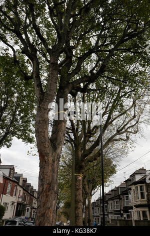 Bäume am Straßenrand in Sheldon Road, Nether Edge, Sheffield, England, Großbritannien, unter der Gefahr, Umweltvandalismus zu Fällen Stockfoto