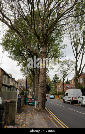 Bäume am Straßenrand in Sheldon Road, Nether Edge, Sheffield, England, Großbritannien, unter der Gefahr, Umweltvandalismus zu Fällen Stockfoto