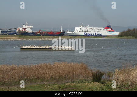 Tern Floß mit Industrieversand im Hintergrund im RSPB Reserve Belfast Harbour, im geschäftigen Handelshafen von Belfast. Stockfoto