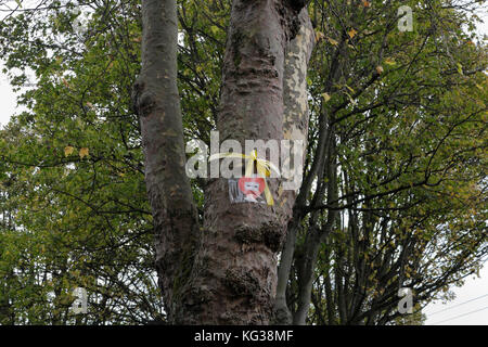 Bäume am Straßenrand in Sheldon Road, Nether Edge, Sheffield England, unter der Gefahr, Umweltvandalismus zu Fällen Stockfoto