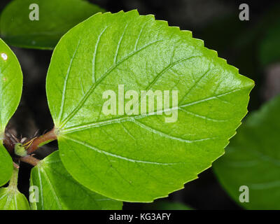 Hawaiian Hibiscus (Hibiscus rosa-sinensis) Blatt close-up Stockfoto