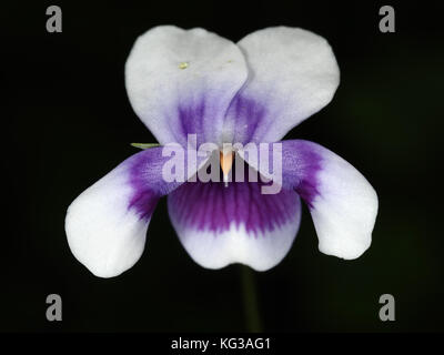 Australische Veilchen (Viola banksii) Blume Nahaufnahme Stockfoto
