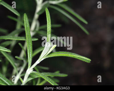 Rosmarin (Rosmarinus Officinalis)-Blätter Stockfoto