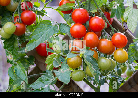 Trauben von rot, orange und grün, Cherry Tomaten wachsen auf Gitter in einem Garten Stockfoto