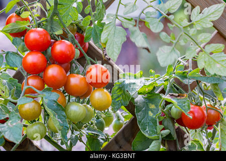 Trauben von rot, orange und grün, Cherry Tomaten wachsen auf Gitter in einem Garten Stockfoto