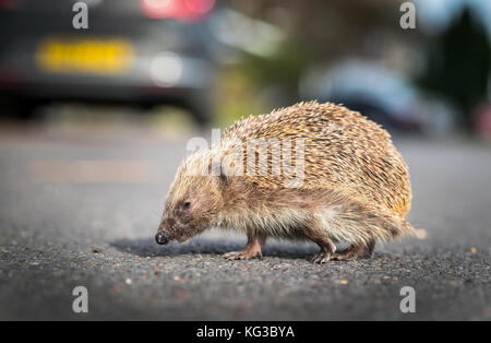 Ein Igel (Erinaceus europaeus) dargestellt, überqueren Sie die Straße in Großbritannien Stockfoto