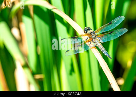 Black-tailed Skimmer, männlichen auf Reed Stockfoto