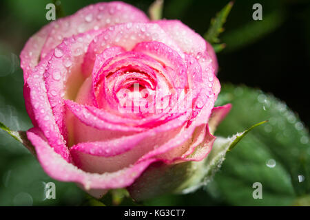 Nahaufnahme von weißen und rosa Rose Blume mit Tautropfen bedeckt Stockfoto