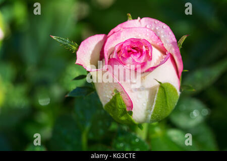 Schönen weißen und rosa Rose mit Tautropfen bedeckt - in den Strahlen der aufgehenden Sonne Stockfoto