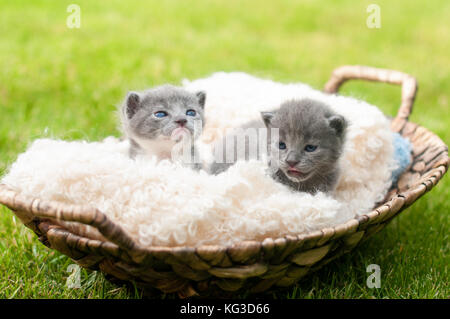 Zwei süße Kätzchen im alten Holz- Warenkorb Stockfoto