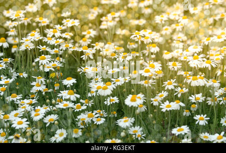 Wilde Kamille Blumen auf einem Feld an einem sonnigen Tag. Geringe Tiefenschärfe Stockfoto