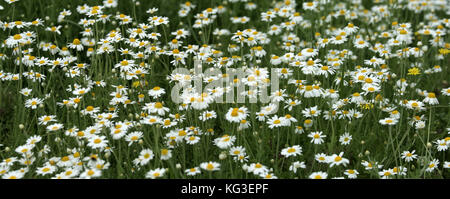 Wilde Kamille Blumen auf einem Feld an einem sonnigen Tag. Geringe Tiefenschärfe Stockfoto