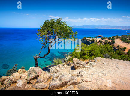 Der einsame Baum und Meer auf der Akamas-halbinsel, Zypern Stockfoto