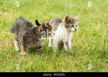 Zwei süße Kätzchen, stehend auf dem Gras Stockfoto