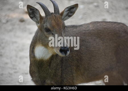 Die Himalaya goral Ziege Stockfoto