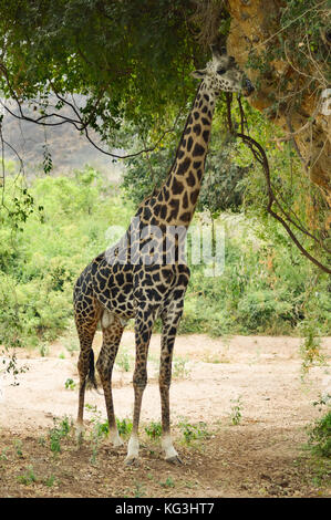 Giraffe essen Blätter eines Baumes im Lake Manyara National Park in Tansania Stockfoto