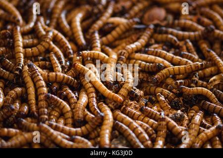 Worms als Futter für Haustiere oder Vögel, Eidechsen oder als menschliche Nahrung der Zukunft Stockfoto