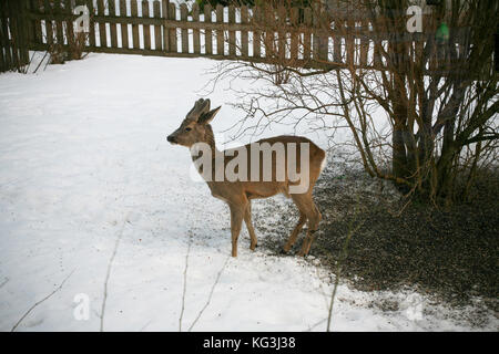 REHE im Garten der Villa suchen während des Vogelfutters 2013 Futter Stockfoto