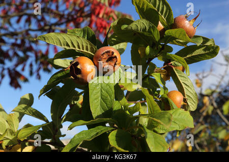 Mispel Früchte wachsen auf Bäumen in einem Garten, Surrey, England Stockfoto