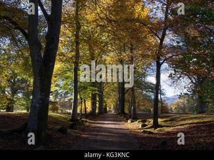 Buche Allee am Eingang zu Drummond Gärten, in der Nähe von Crieff, Perthshire, Schottland. Stockfoto