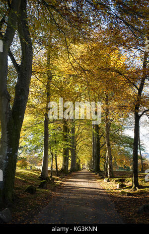 Buche Allee am Eingang zu Drummond Gärten, in der Nähe von Crieff, Perthshire, Schottland. Stockfoto